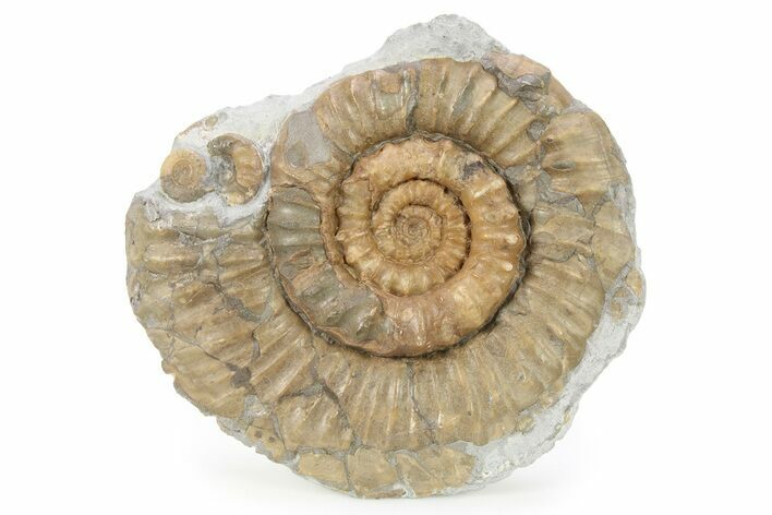 Jurassic Ammonite (Xipheroceras) Fossil - Dorset, England #279565